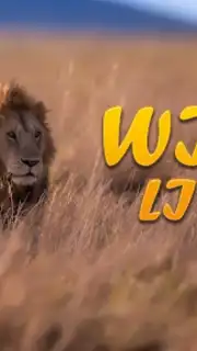 Lion Simulator Animal Games 3d скриншот 1