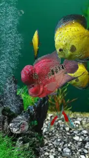 AquaLife 3D скриншот 1