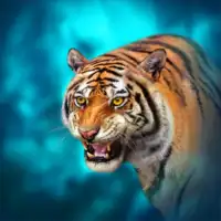 The Tiger